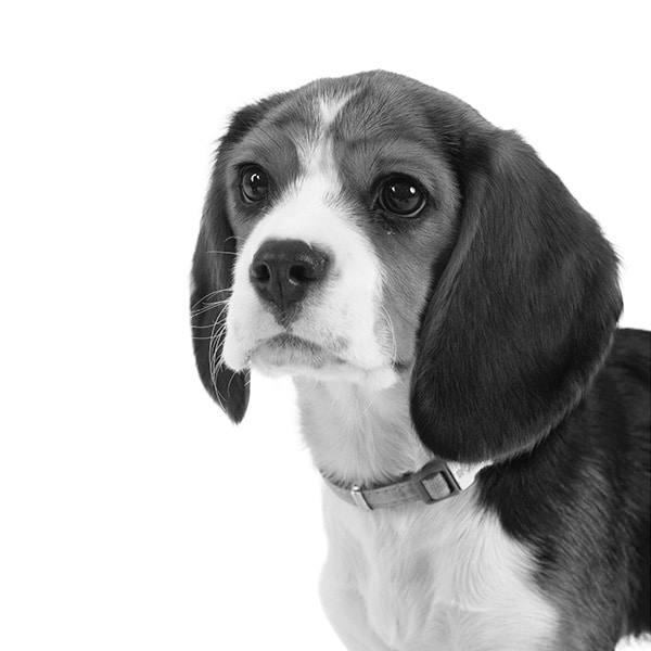 kwaaijongens guusje team kwaaijongens guusje team